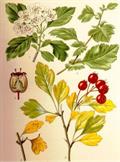 خَفجه، کیالک ، کویج ، single-seeded hawthorn ، mayblossom ، maythorn ، quickthorn 